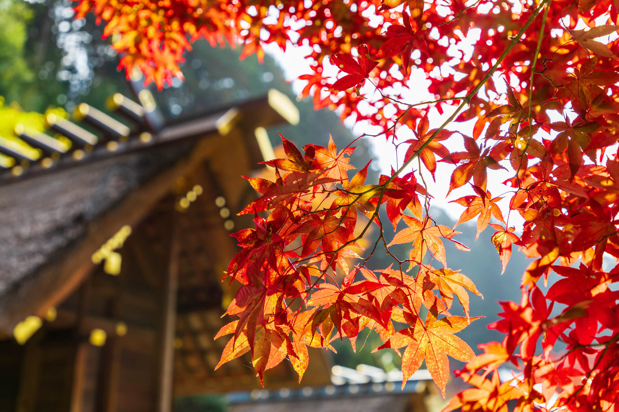 Nguồn gốc phong tục ngắm lá thu của người Nhật